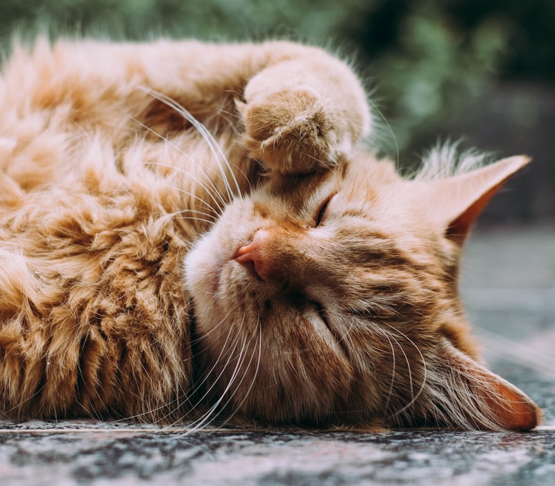 主人抱着猫咪