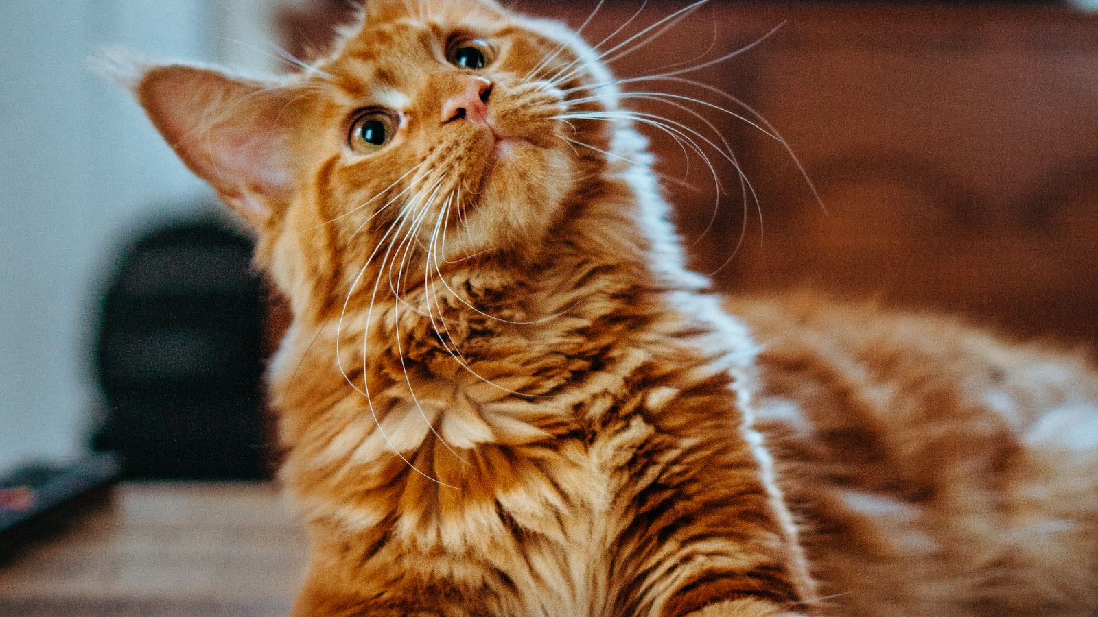 可爱的猫咪